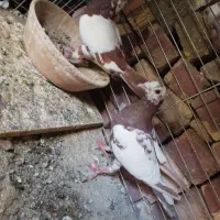 کبوترنروماده