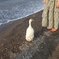 فروش اردک تخم گذار خانگی