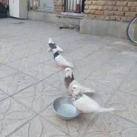 سلام خدمت همه عشق بازان سه تا طوقی زیبا وسالم|پرنده|کرمانشاه, |دیوار