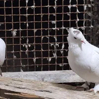 کبوتر بوشهری