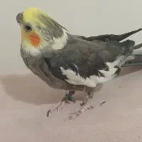 عروس هلندی سخنگو نر