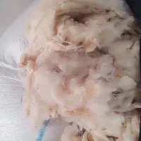 پنبه کوسفندی