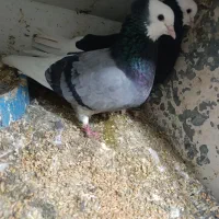 جفت پلنگ اسطوره نایاب|پرنده|بم, |دیوار