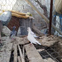 کبوتر پلاکی