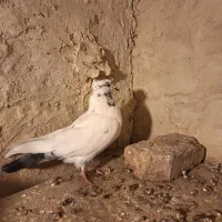 کله دم سبز ماده|پرنده|میانه, |دیوار