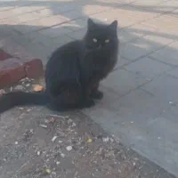 گربه پیدا شده|حیوانات|تهران, جیحون|دیوار