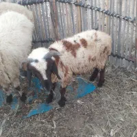 قوچ۱ساله سرحال هشت بندی|حیوانات مزرعه|توکهور, |دیوار