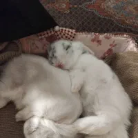 خرگوش لوپ اصل هلندی|موش و خرگوش|سیاهکل, |دیوار