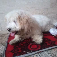 سگ اشپتیز خیلی بامزه و مودب و کم آزار