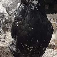 مرغ گلین