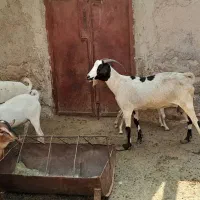 بز نر وماده سومال|حیوانات مزرعه|بندرعباس, |دیوار