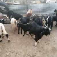 کهره نر تخت