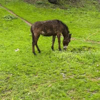 مادیون جوان