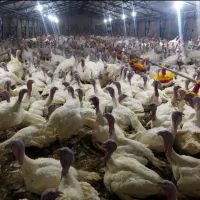 جوجه بوقلمون گوشتی بیوتی ۶|حیوانات مزرعه|آباده, |دیوار