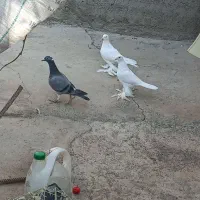 کبوتر فروشی