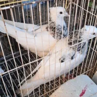 طوقی|پرنده|دهدشت, |دیوار