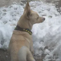 لوسی دختر هست