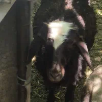 بره