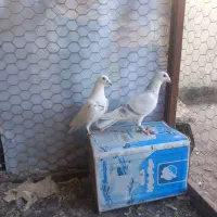 کبوترالمانی درچناران