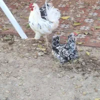 مرغ خروس گلین|پرنده|کرج, شهرک نهال و بذر|دیوار