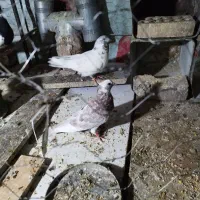 کبوتر کله دمبی شازده