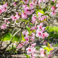 فروش-باغ-ثمری