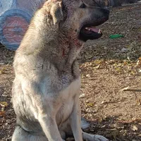 واگذاری چنتاحیوان عراقی.وسرابی