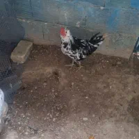 مرغ و خروس گلین ریشی چهلتاج|حیوانات مزرعه|کاکی, |دیوار