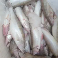 ماهی تازه صید روز|ماهی|اهر, |دیوار