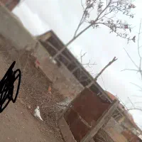 کبتر انگلیسی ماده