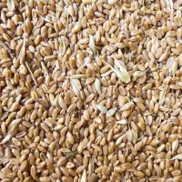 گندم پیشگام