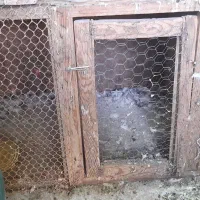 جفت کن کفتر