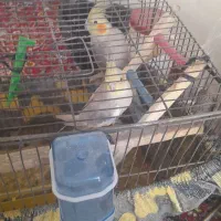 یک جفت عروس هلندی سالم و سرحال