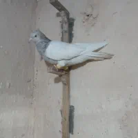 کفتر