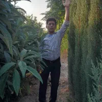 نهال کاج و سرو ناز شیراز عمده