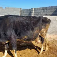 گاو هلشتاین