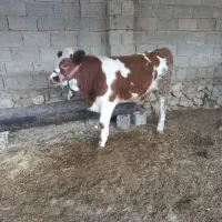 گاو.گوساله نرسیمنتال