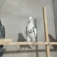 چند عدد کبوتر پرشی|پرنده|شاهرود, |دیوار