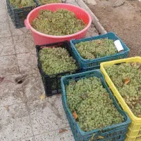 انگور شیره