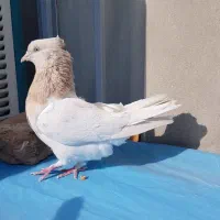 کله لیمویی ماده|پرنده|فردوس (خراسان), |دیوار