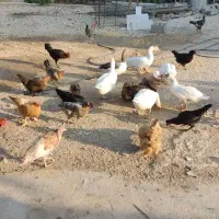 تعدادی مرغ وخروس واردک