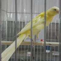 قناری رسمی بلند