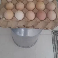 تخم مرغ محلی تازه