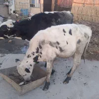 سه گوساله نر خارجی