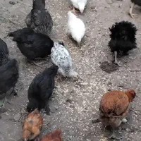 مرغ وخروس نیمچه