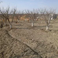 باغچه شهرکی|فروش زمین و ملک کلنگی|تنکمان, |دیوار