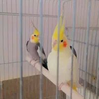 یک جفت عروس هلندی مولد|پرنده|شیراز, شاپورجان|دیوار