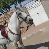 اسب نریون