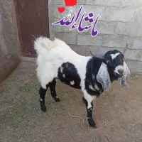 نر بز|حیوانات مزرعه|بمپور, |دیوار