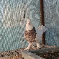 طوقی هفت رنگ